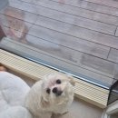 보들하이 이미지