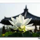 아라연