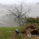 경포25호 이미지