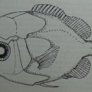 LARVA STAGE 이미지