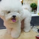 푸른펫살롱 이미지