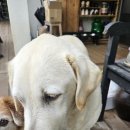 한끼멍냥 이미지