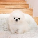 야옹아 멍멍해봐 강아지고양이 평택점 이미지