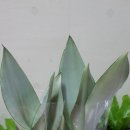 문샤인 카카오 검색결과