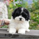 논산계룡축협 동물병원 | 논산애견분양 고민 끝에 선택한 미유펫 (계룡, 보은)