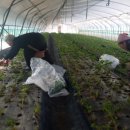 청남농원 이미지