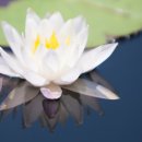 일향(一香) 이미지