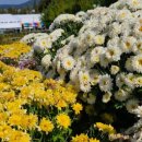 피나클랜드 이미지