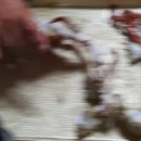 파리바게트 조치원점 이미지