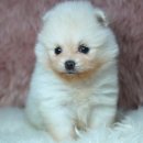 예빈켄넬 이미지