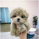 마마스미독 강아지 분양 김해점 이미지