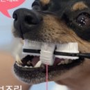 두리애견용품 이미지