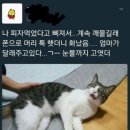 냥 이미지