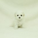 몽프리제 이미지