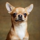 참누리동물병원 이미지