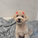 애기강아지반려견전문샵 - 유성구 학하남로47번길 3-24 | [신대방삼거리 애견미용] 2마리 동시미용 가능한 고마워강아지! 피어프리 가위컷 대만족 후기