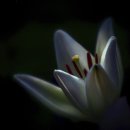 바람의꽃 이미지