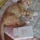 우림약국 | 임신준비 활성엽산 (주)우림 프리솔라 액티브 활성 엽산 400