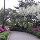 석촌호수의 붉은 영산홍꽃 과 올림픽공원의 철쭉꽃 이미지