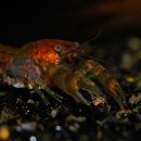 Swamp Dwarf Crayfish [Cambarellus puer] 이미지
