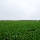 초록풍경 이미지