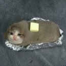 미친고양이