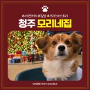 모리네 | 세종 근교 청주 애견카페 모리네집