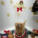 샤멍샤멍 이미지