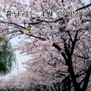 경기) 봄꽃의 여왕! 벚꽃길이 아름다운 경기도 명소 4곳^^ | 이미지