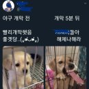 롯데에서 유래된 KBO 문화/밈.jpg 이미지