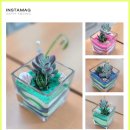 다육이 아트(A) 이미지