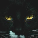 24시 사람앤동물메디컬센터 이미지