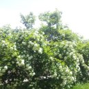 영종초등학교 금산분교 이미지