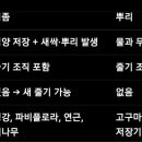 더자람건강기능식품