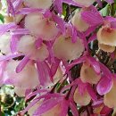 두진(아) 이미지