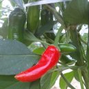 빨간고추 이미지