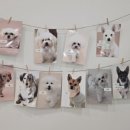 아지트댕댕 이미지