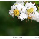 함초롬히