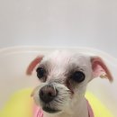 오늘은 특별하개 이미지