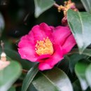 위미동백군락 이미지