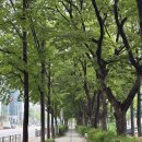 목5동주민센터 앞 네이버블로그