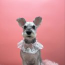 아임그루머 이미지