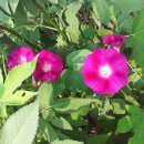 석정목장 이미지