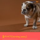 올어바웃펫 이미지