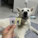 두부네사진관 | 두부네사진관 반려동물 강아지 증명사진 제작후기 내돈내산 솔직후기