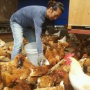 양동농장 이미지