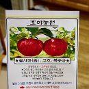 호야농원 이미지