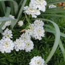 이베리스 이미지