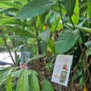 마크힐 태양광발전소 | [싱가포르]3박 5일 가족여행 2일차(보타닉 가든 · 오차드로드 · 가든 바이 더 베이)