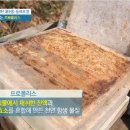 좋은 프로폴리스 고르는 방법 추천! 이미지